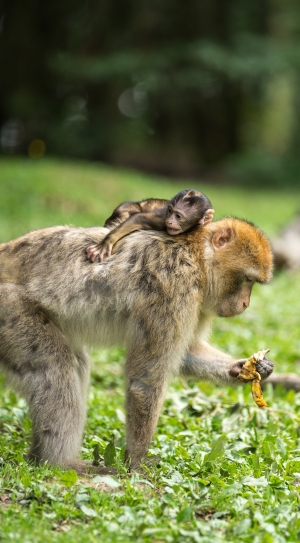 brown and yellow primate on green grass field thumbnail